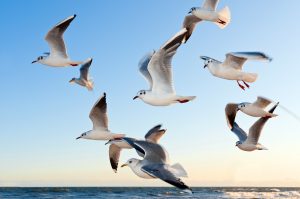 gulls, birds, flying-370012.jpg