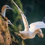 Gannet colony at troup head is one of the biggest colonies in the UK. They are distinctively shaped with a long neck and long pointed beak. Often travelling in small groups they feed by flying high before plunging into the sea to catch fish.