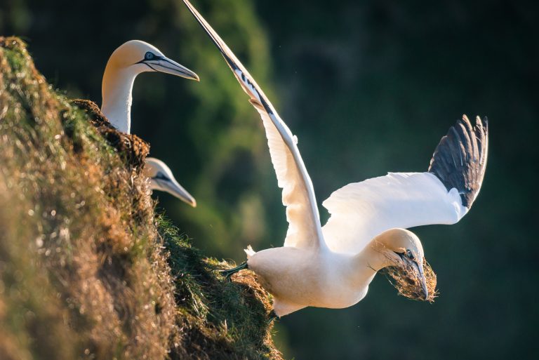 Gannet colony at troup head is one of the biggest colonies in the UK. They are distinctively shaped with a long neck and long pointed beak. Often travelling in small groups they feed by flying high before plunging into the sea to catch fish.